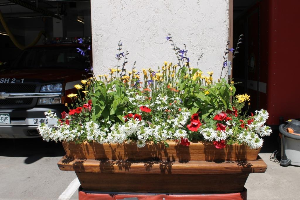 Miss Kopy Kat The Flowers of Vail