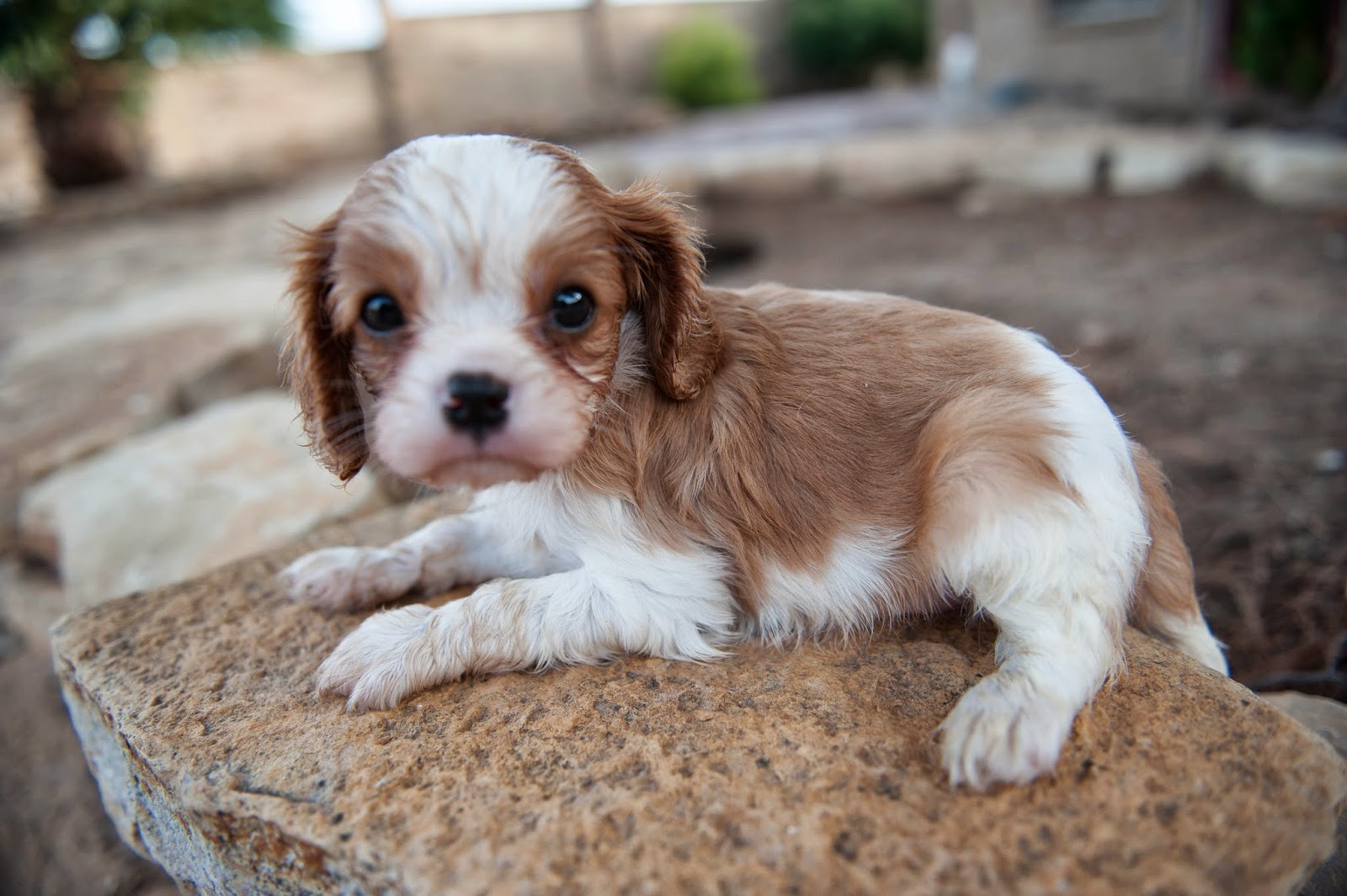 Cavaliers in Houston Texas Cavalier Puppies Puppies available for Adoption