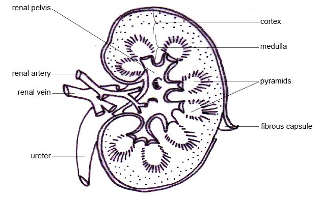 Physiological Anatomy of the Kidney ~ Human Anatomy