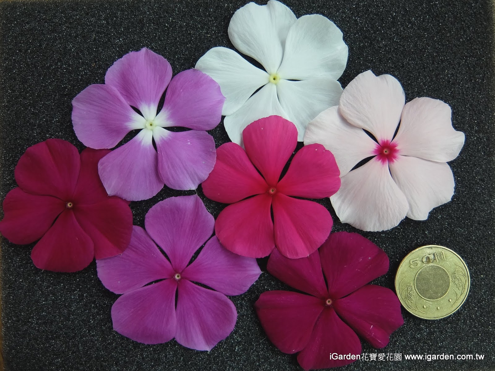 八月開的花 2015年8月igarden 頂樓花園實錄 園藝部落格 Igarden 花寶愛花園園藝文摘plus