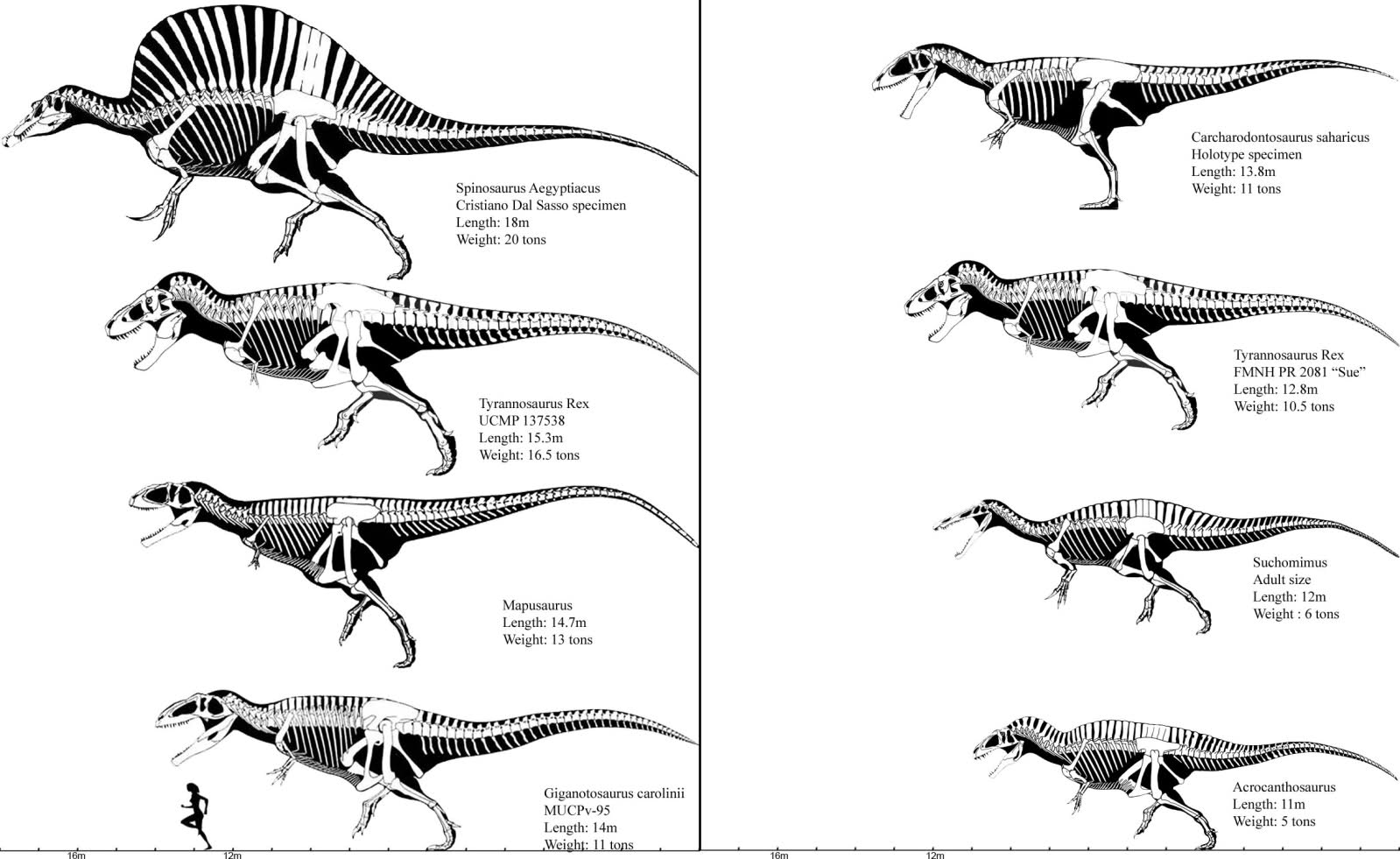 quando os dinossauros dominavam a terra janeiro 2012 mapusaurus size