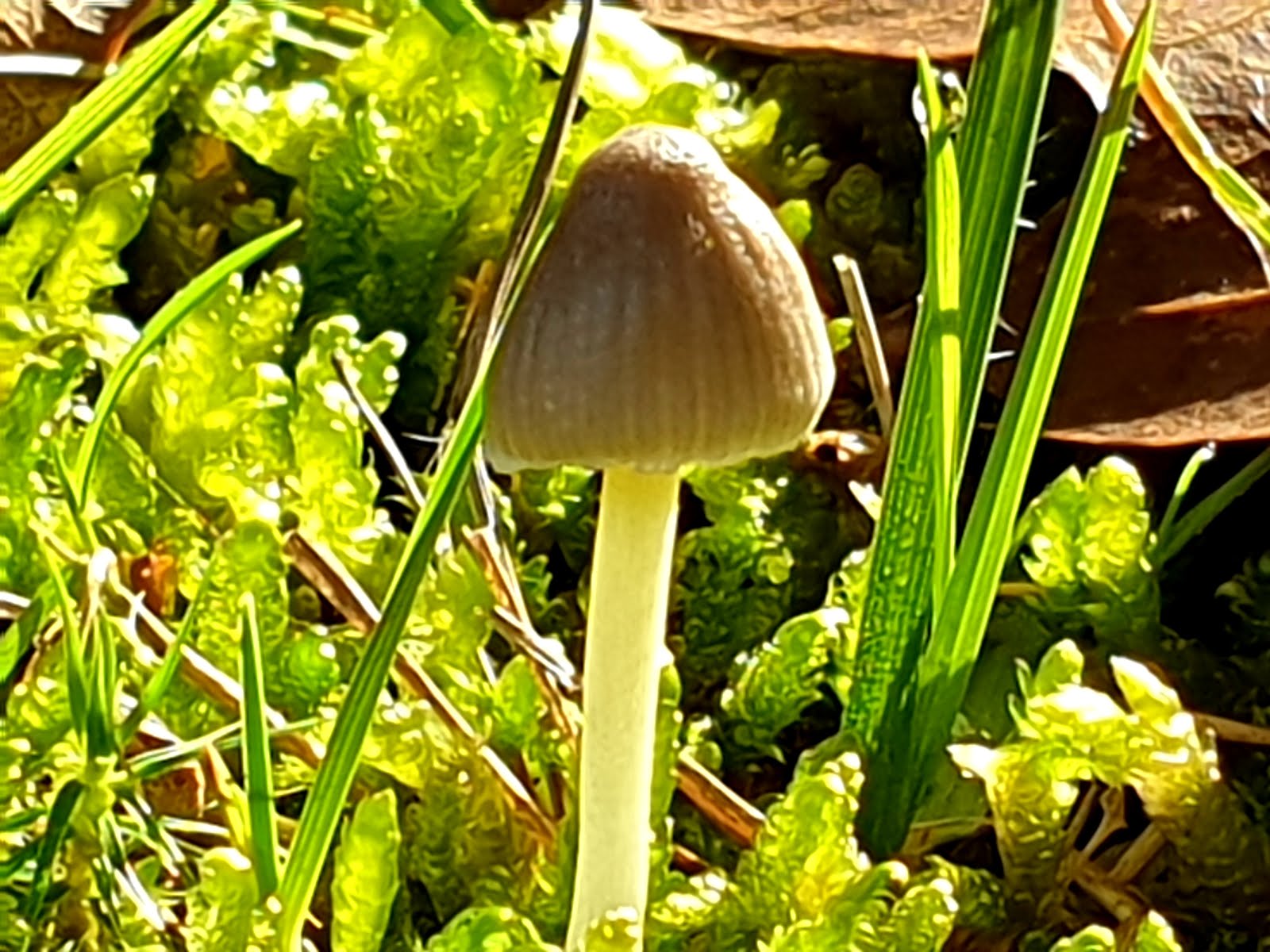 Psilocybe mexicana