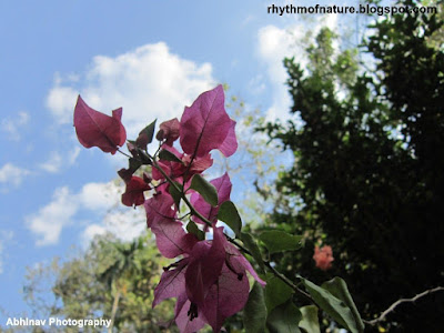 Pink Bougainvillea Pink Bougainvillea