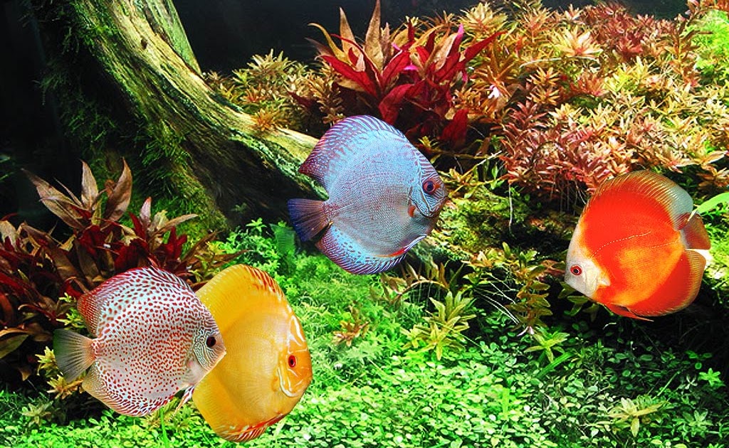 Discus Keeping Discus Fish & Breeding Discus Fish