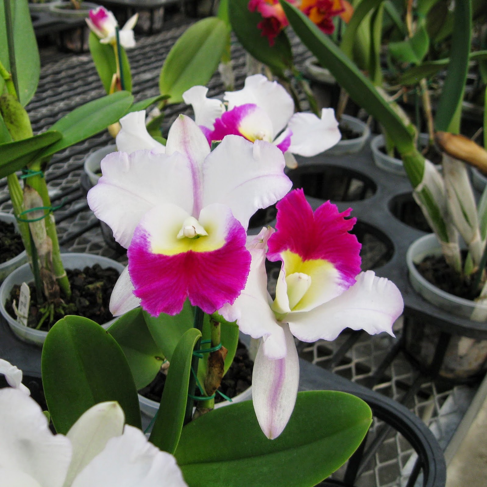 Blc. Mem. Anna Balmores orchid flowers Blc. Mem. Anna Balmores orchid flowers