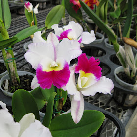 Blc. Mem. Anna Balmores orchid flowers