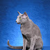 Is the Russian Blue a lap cat?