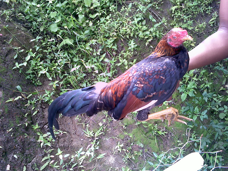 gallo gallino negro propiedad de la cuerda 19