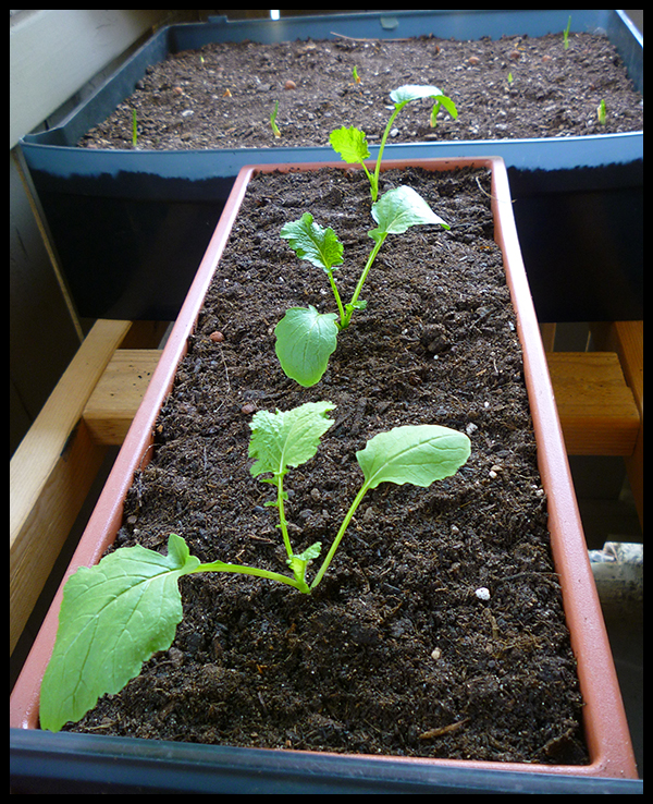 Patio of Pots How to Grow Broccoli Raab in Containers