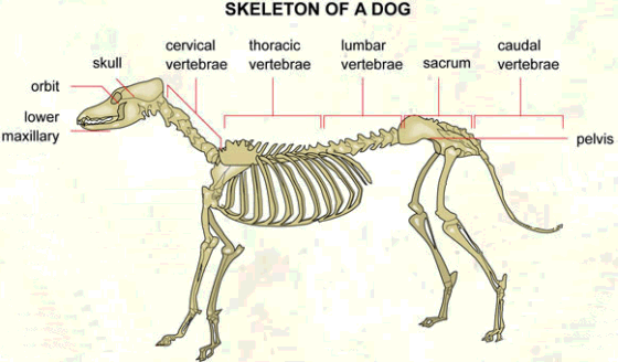 fracture to the C2 vertebra: Fracture to the C2 vertebra
