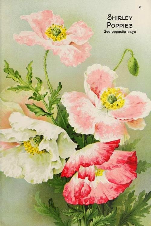 Vintage Poppies