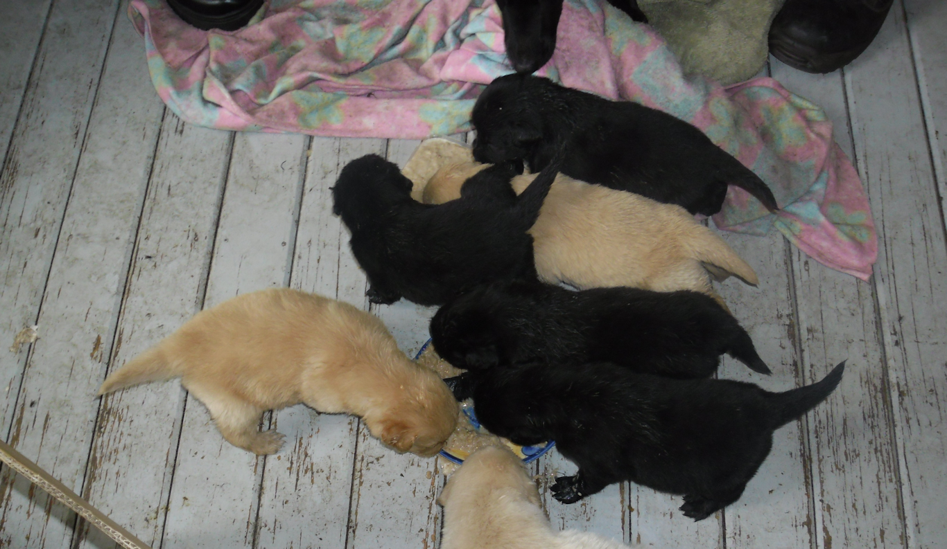 hungry puppies blooming lovely april 2012 hungry puppies blooming lovely april 2012