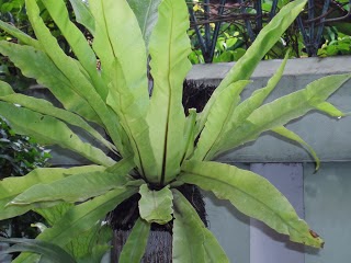 Jual pohon kadaka | tanduk rusa | tanaman tempel | JUAL ...