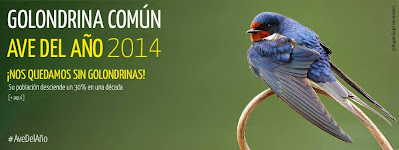 Golondrina común. Ave del Año 2014 SEO/BirdLife