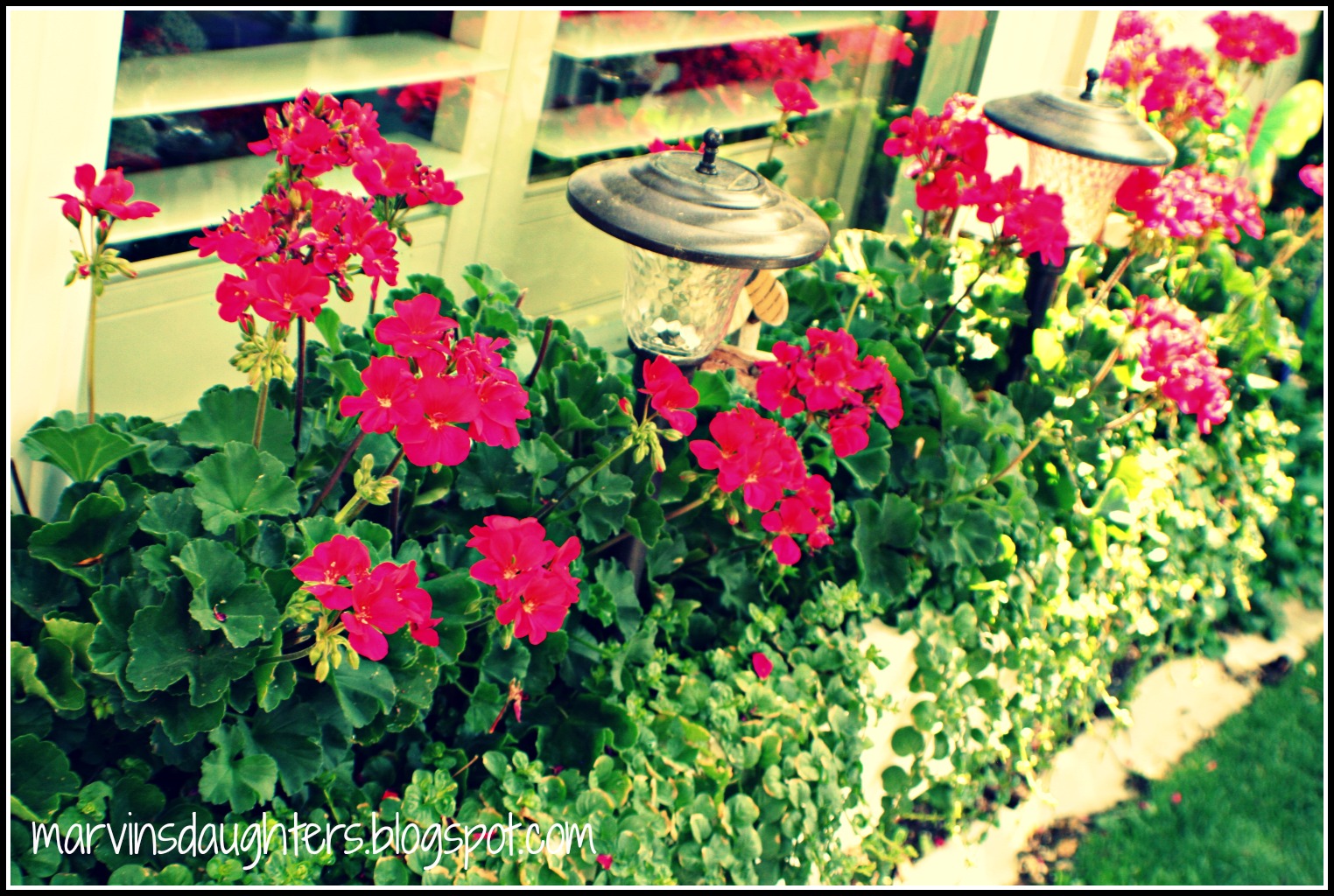 Marvin's Daughter Window Box Geraniums