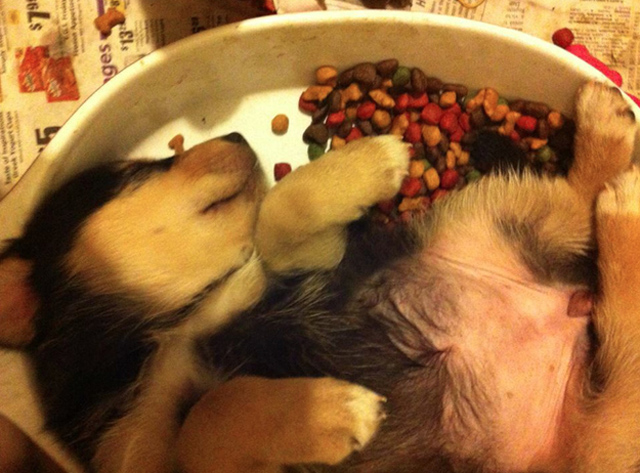 9 fotos de cachorros que dormiram na hora de comer