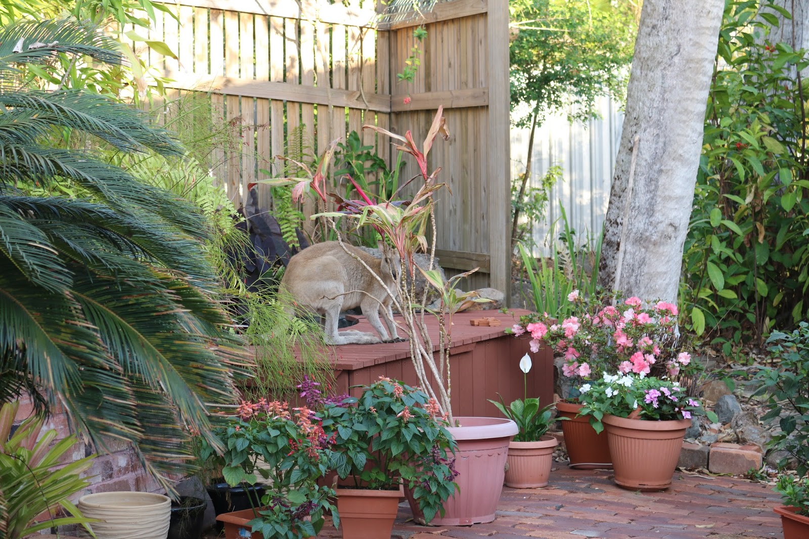 My Dry Tropics Garden The Harsh End Of The 2015 Dry Season My Dry