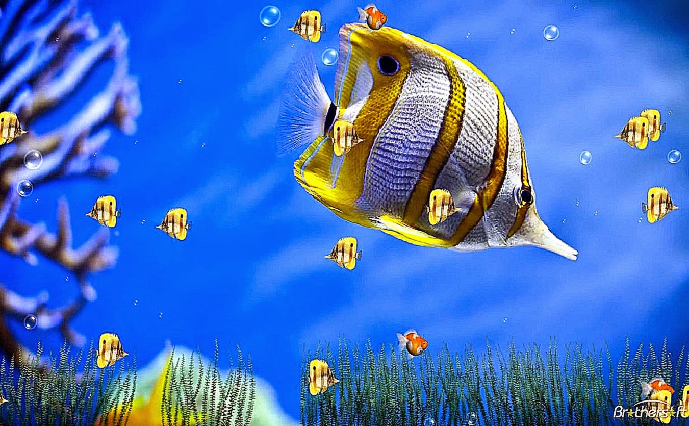 Download Free Marine Life Aquarium Animated Wallpaper Marine Life Download Free Marine Life Aquarium Animated Wallpaper Marine Life