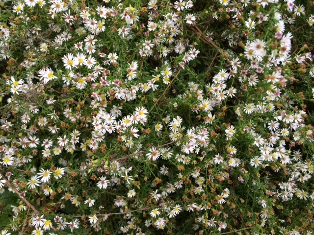 Butterflies Of Singapore Favourite Nectaring Plants 2