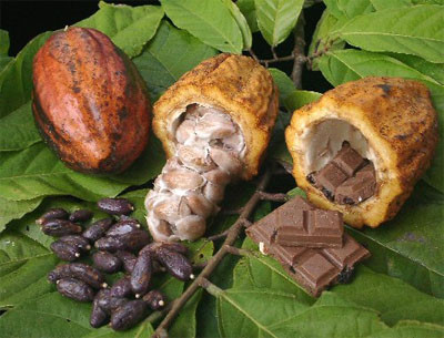 SEP02- Grupo 3- Hablando del cacao