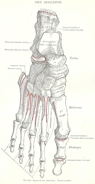 Halloween Skeleton Images -1893 Gray's Anatomy Illustrations | Knick of