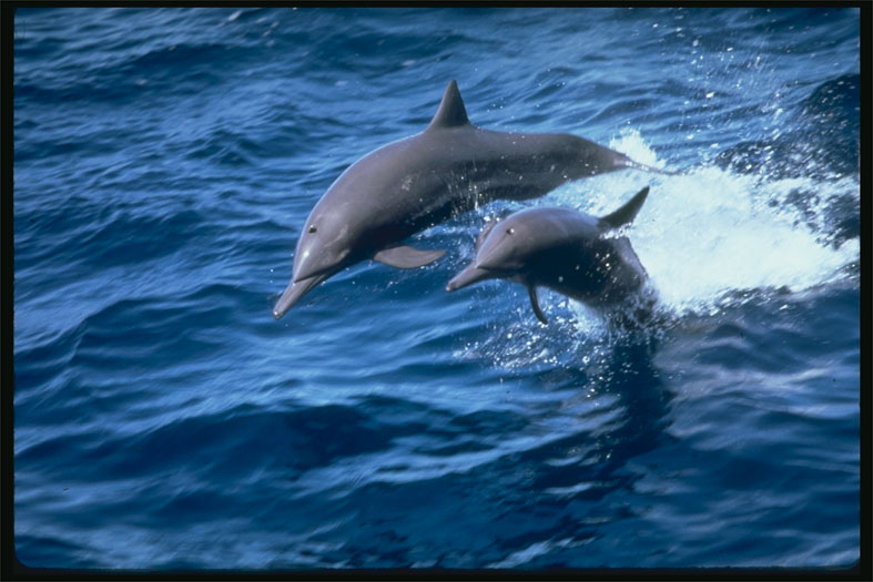 Un estudio confirma que los delfines se llaman unos a otros por su nombre