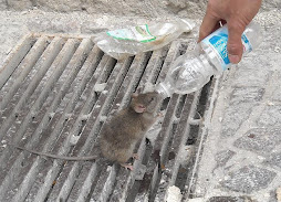慈愛的幫助一切眾生...老鼠