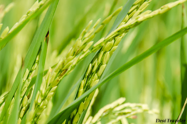 paddy getting ready for harvest