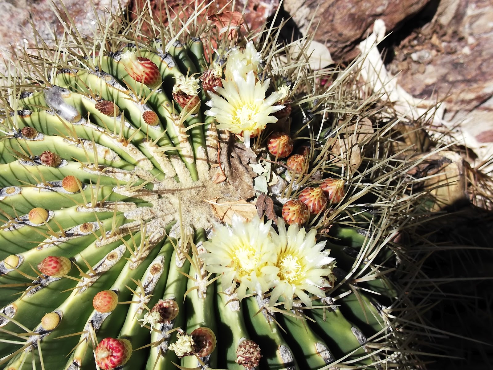 AE Tourism Consulting - Namibia: Desert Flowers of Namibia are BEAUTIFUL!