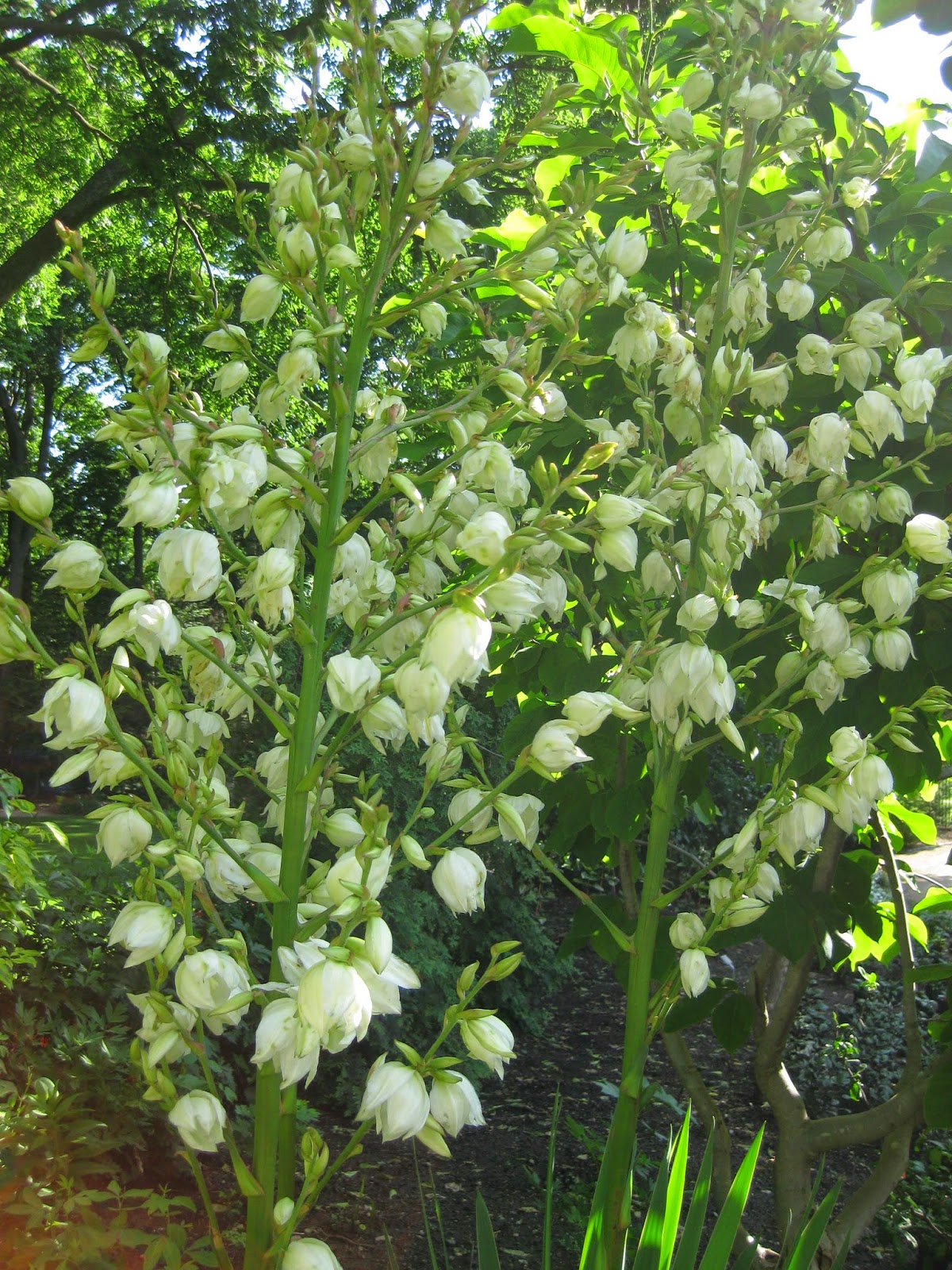 Life On An Oxfordshire Lawn A Mock Orange Tree Philadelphus