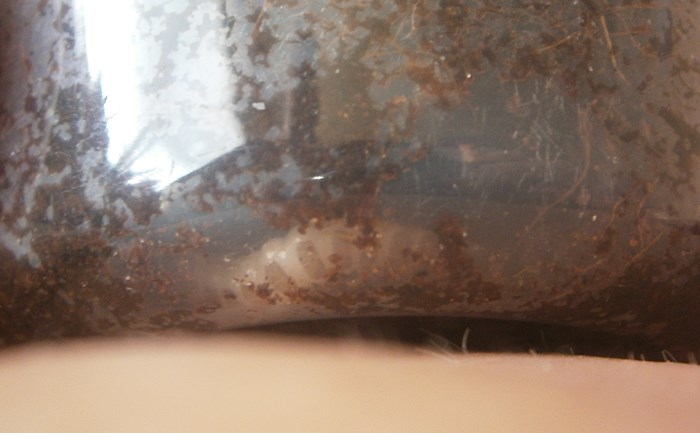 Pterostichusprepupa%25231.JPG