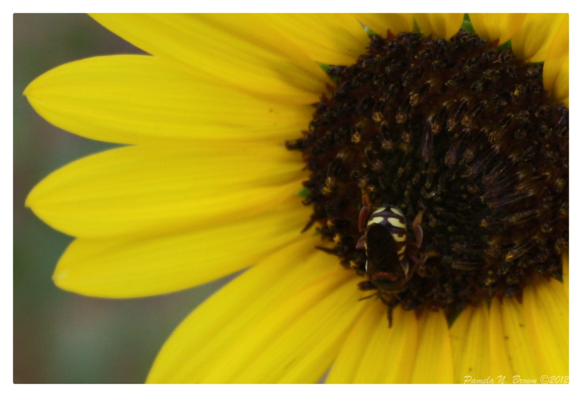 Sunflowers & Rain Pammy's World