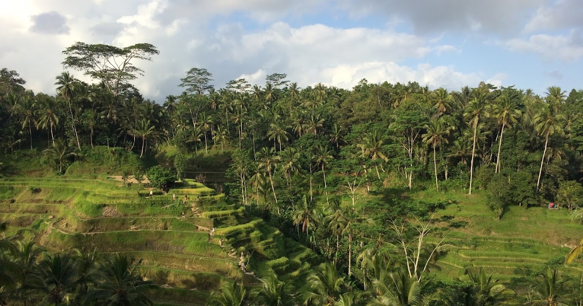 Rice Terrace Cafe Ubud, Bali Travel is my favorite Sport