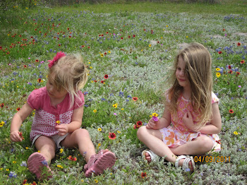 Bluebonnets in blossom