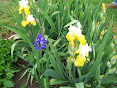 Irises