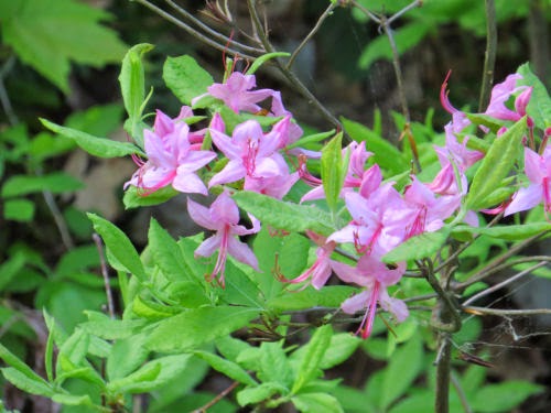 wild azalea