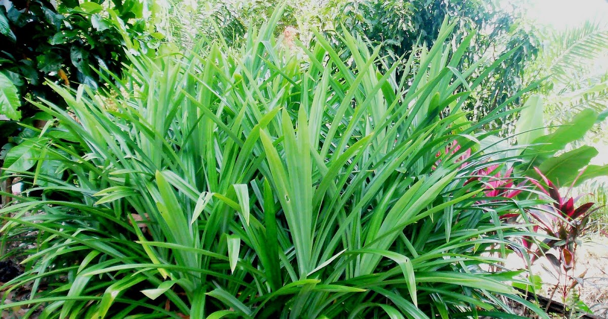 Mengenal Hewan dan Tumbuhan: Nama Ilmiah Pandan