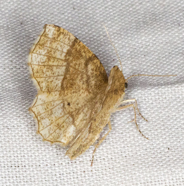 Little Thorn, Cepphis advenaria.  Geometer.  Larval food plant: Bilberry.  Kent Butterfly Conservation mothing event at Oldbury Hill, 10 June 2012.