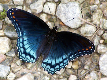 Gambar Kupu-Kupu Cantik Warna Hitam