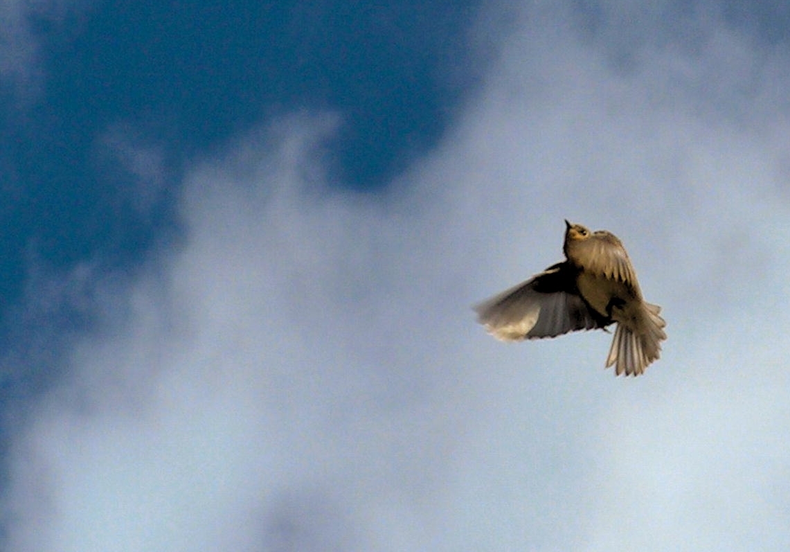 Birds Fly