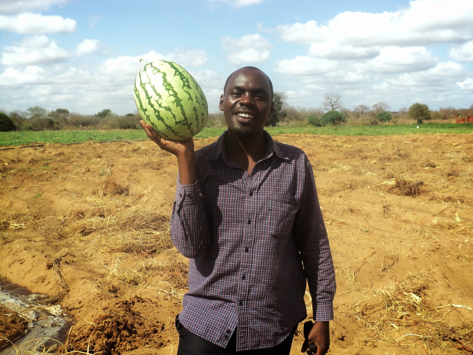 Farmvest Kenya Some insights into Watermelon farming (pictorials)