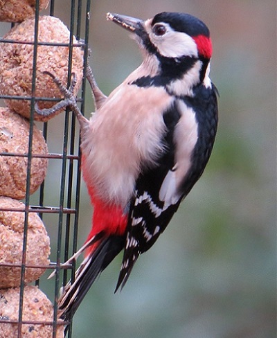 Great Spotted Woodpecker