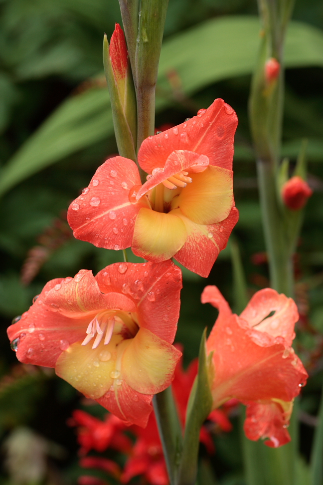 John & Maria's Garden Pages Garden Bloggers Blooms Day July 2012