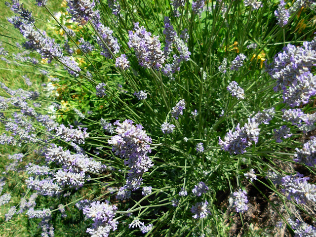 My Simple Country Living: Country Garden Showcase