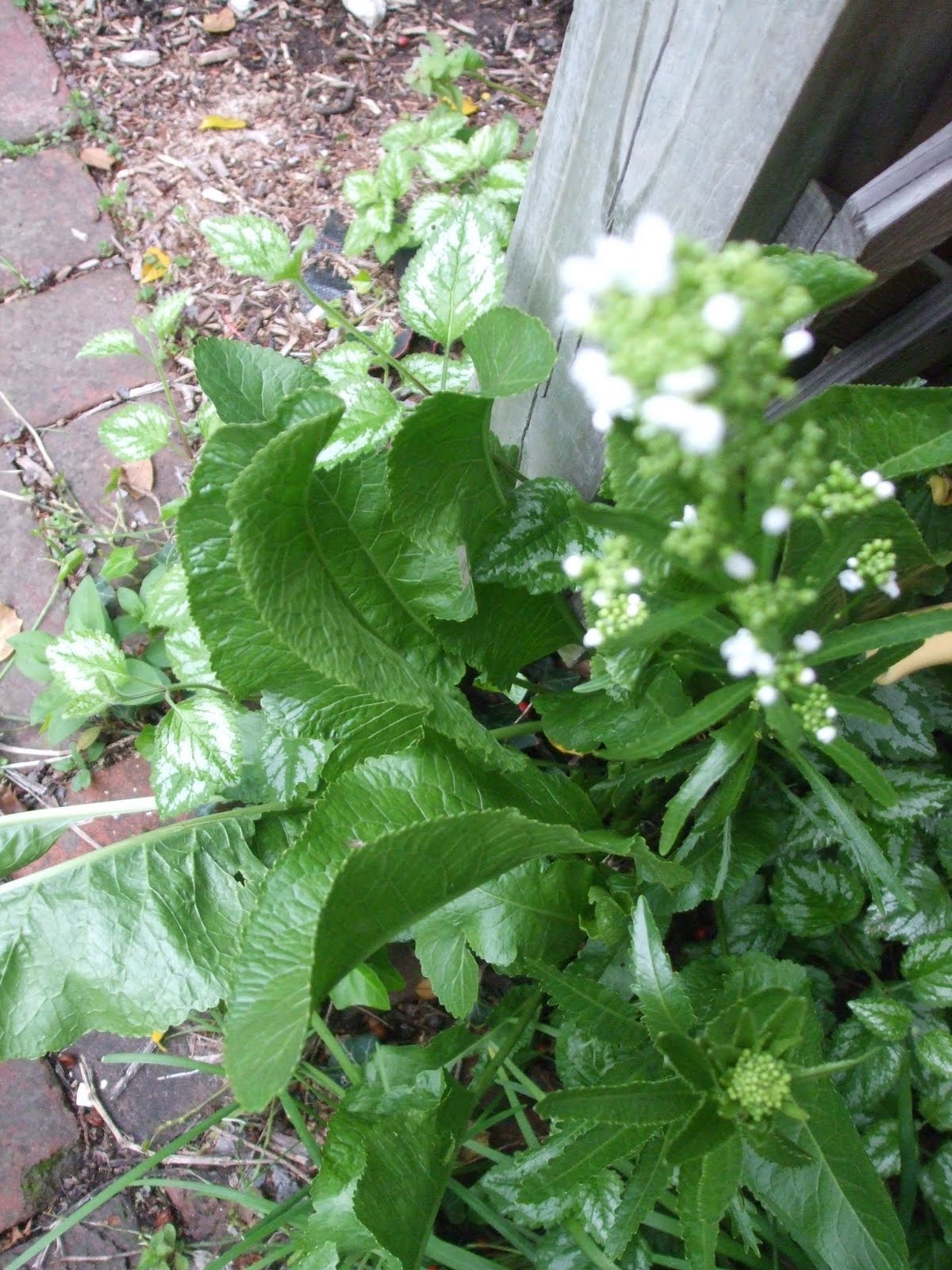 Rosemary's Sampler Horseradish Herb of the Year