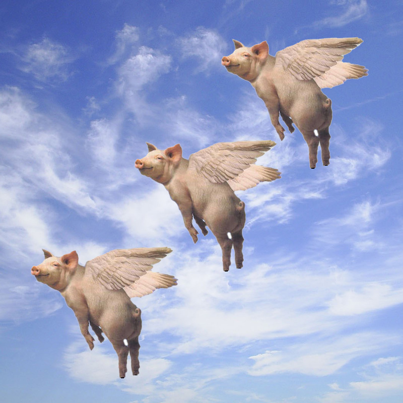 FLYING PIGS. 