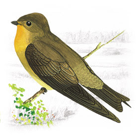 Andorinha Serrador (Stelgidopteryx ruficollis) Andorinha Serrador (Stelgidopteryx ruficollis)