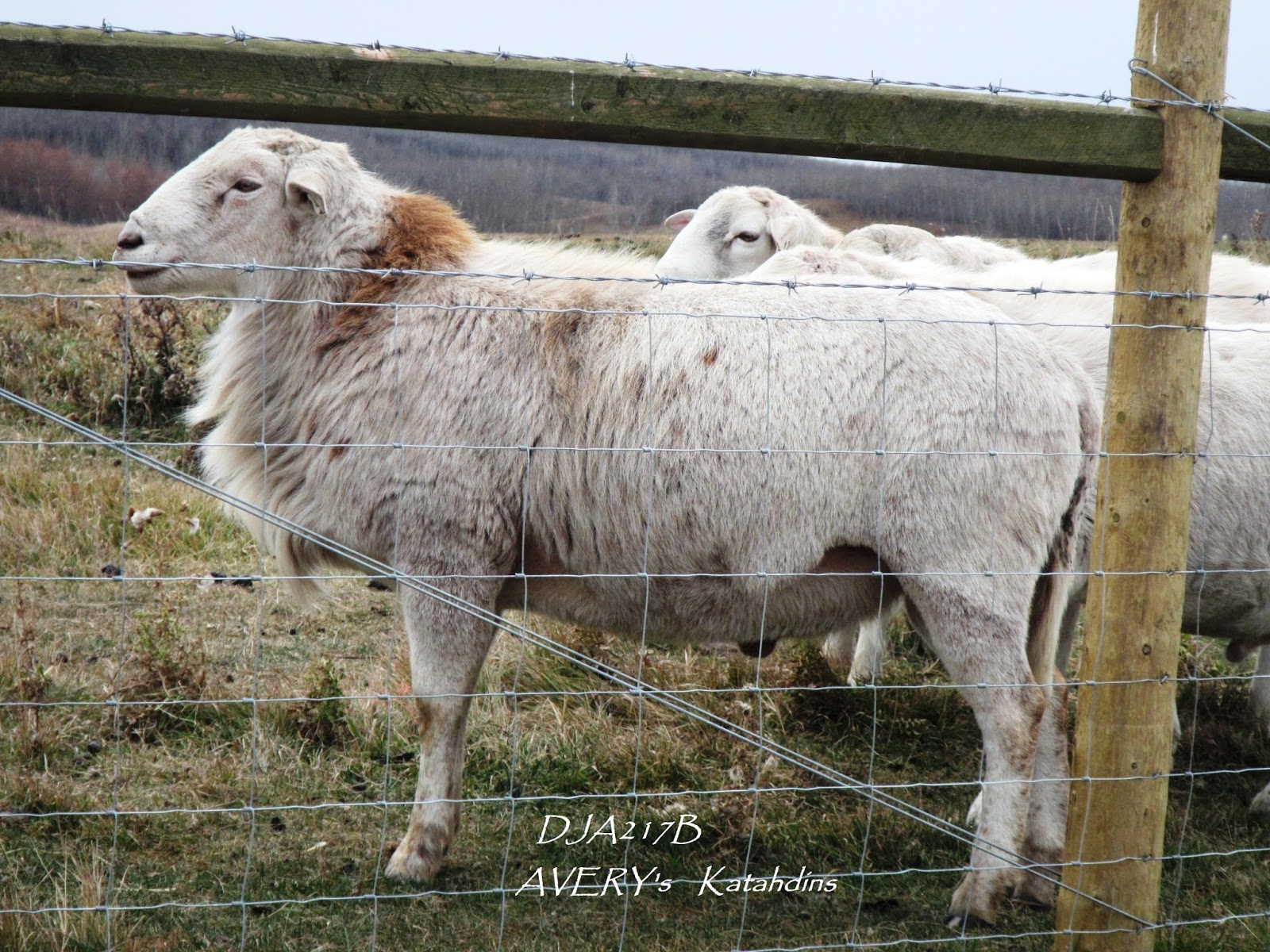 AVERY's KATAHDIN SHEEP 2014 Yearling Rams For Sale