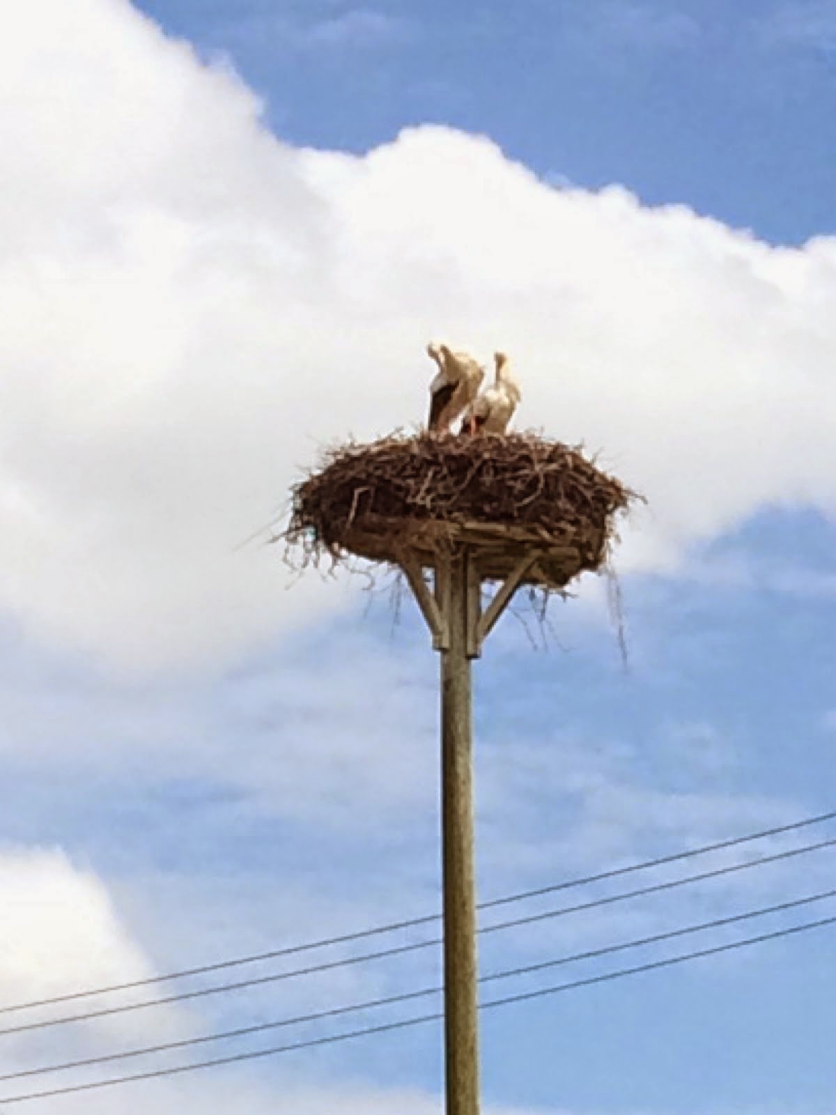 Storks