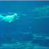 Concerning Belugas: Playtime (Nemo sees something) 
